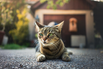 A beautiful cat on the asphalt in the yard