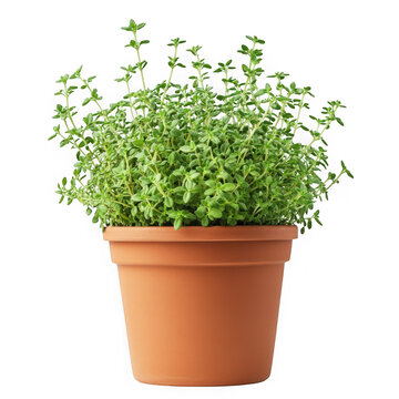 Fresh thyme plant in terracotta pot isolated on transparnt background