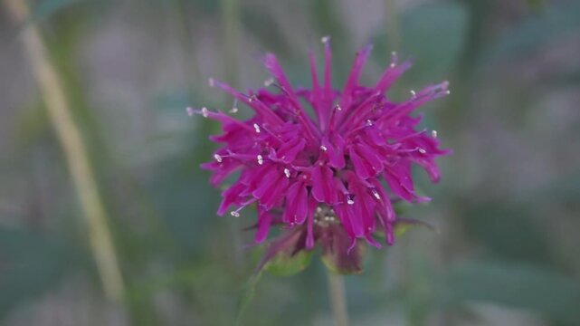 Tokyo, Japan - June 14, 2025: Closeup of　oswego tea or Monarda