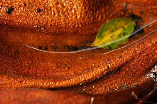 Casca de &aacute;rvore molhada pela &aacute;gua da chuva e misturada com folhas de plantas. 