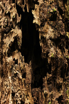 Madeira de tronco de &aacute;rvore podre no interior da Mata Atl&acirc;ntica Brasileira. 