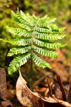 Folha de samambaia uma planta encontrada na Mata Atl&acirc;ntica Brasileira. 