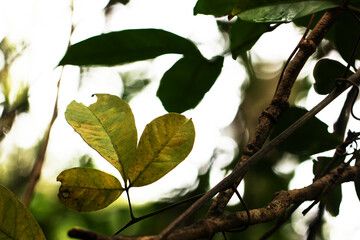 Folhas de plantas nativa da Mata Atl&acirc;ntica Brasileira. 