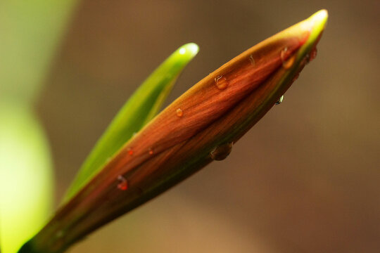 Flor com gota de &aacute;gua na suas p&eacute;talas vermelha. 