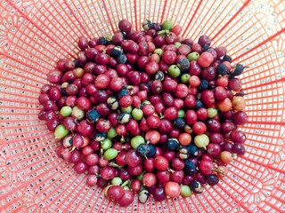 peppercorns on a wooden background