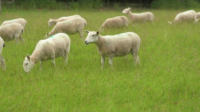 Sheep Grazing in Lush Green Meadow on British Countryside Farm