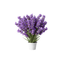 Fototapeta premium Vibrant flowering Lavender houseplant arrangement isolated on white background and transparent background for a decorative pot indoor gardening inspiration for a cozy plant nook 