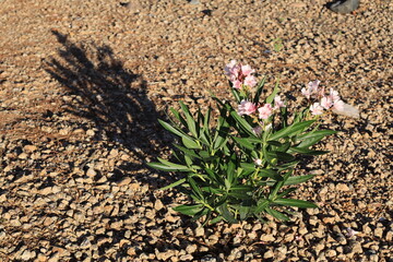 Desert style xeriscaped ground with recently planted pink oleander Nerium Petite and a long shadow from low rays of morning sun, closeup