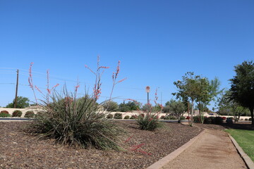 Arizona desert native red yucca or Hesperaloe parviflora planted in xeriscaped roadside of city streets of a capital city of Phoenix