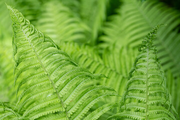 Close-up of young green fern growing in spring. Two fern fronds in the foreground and the other fern fronds in the background.