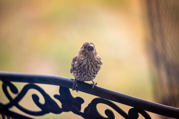 Sleepy house finch baby on cast iron chair