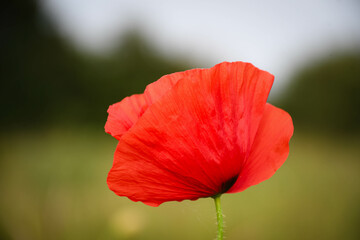 red poppy in the field