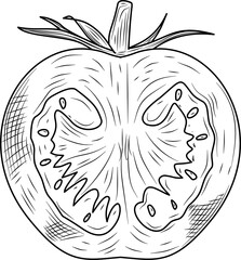 Tomato cross section hand drawn ink sketch vector