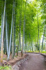 竹林