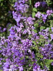 purple lilac flowers