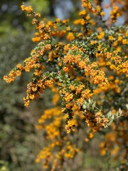 yellow flowers on a tree