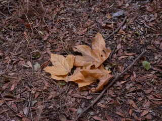 Close-up of dry maple leaves on ground