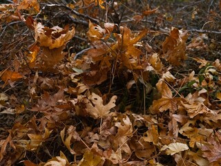 Dried brown maple leaves