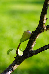 pear