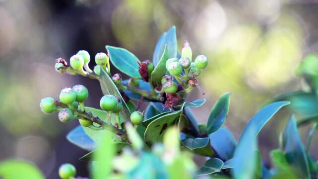 Vaccinium varingifolium (Cantigi ungu, cantigi gunung, manisreja, delima montak). This plant is still related to bilberry, huckelberry, blueberry, cranberry