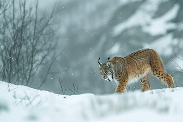 Lynx in Fjord frozen mountain valley patrolling snowy lakeside with dense forests in the wild northern regions