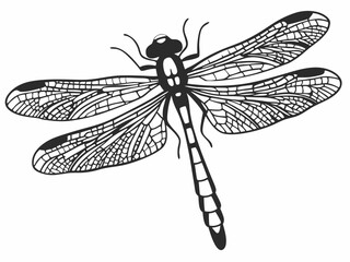 Detailed Line Art Drawing of a Dragonfly  Insect Illustration, Nature Art Print