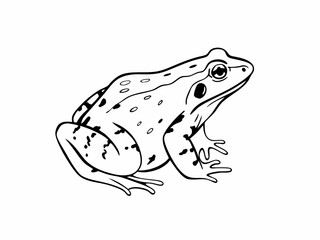 Naklejka premium Detailed Line Drawing of a Frog Amphibian Illustration