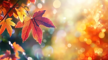 Fototapeta premium Autumn leaves in sunlight (2)