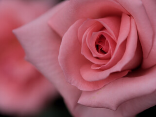 5月に美しく咲いたピンク色のバラ「プリンセス･アイコ」