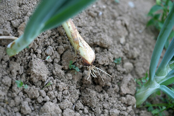 spring onions