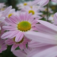 Nahaufnahme von rosa Gänseblümchen (Chrysanthemen) mit gelber Mitte