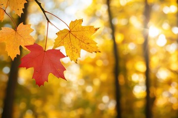 Fototapeta premium Autumn leaves on branch, sunlit forest