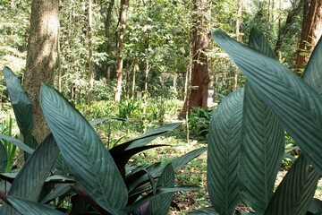 Plantas e árvores no interior da Mata Atlântica brasileira. 