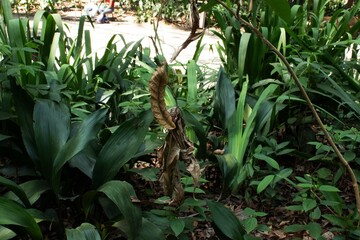 Obraz premium Plantas e árvores no interior da Mata Atlântica brasileira. 