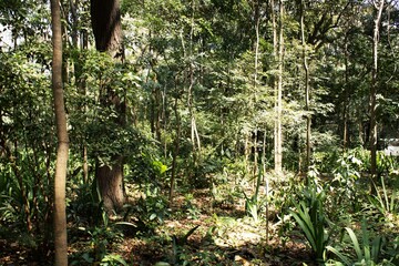 Plantas e árvores no interior da Mata Atlântica brasileira. 