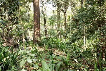 Plantas e árvores no interior da Mata Atlântica brasileira. 