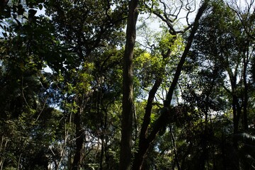 Plantas e árvores no interior da Mata Atlântica brasileira. 