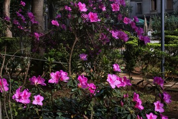 Azaleia cor-de-rosa em jardim florido. 