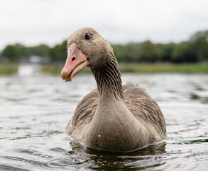 Greylag goose