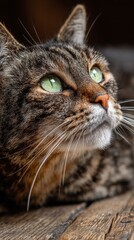 Close Up Portrait of a Brown Tabby Cat with Green Eyes