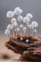 Delicate White Mushrooms Cluster on Brown Wood