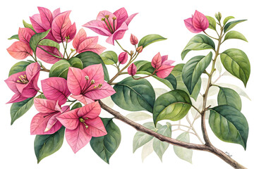 Hand-drawn watercolor illustration of a tropical bougainvillea flower, branches with pink flowers and green leaves
