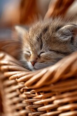 Adorable Brown Kitten Sleeping Peacefully in Wicker Basket