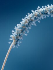 Close-Up of a Frosty Plant Stem Against a Blue Background