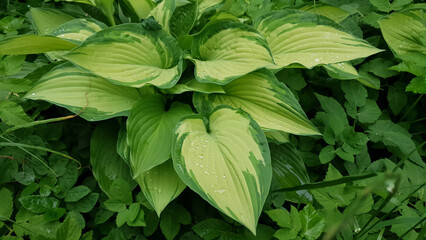 Close-up of Hosta albopicta or Plantain lily variegated yellow-green leaves wet after rain and covered by water drops dew in spring garden. Lush springtime foliage natural background, soft focus.