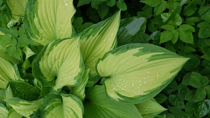 Closeup of Hosta albopicta or Plantain lily variegated yellow-green leaves wet after rain and covered by water drops dew in spring garden. Lush springtime foliage natural background, shallow focus.