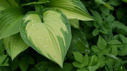 Closeup Hosta albopicta or Plantain lily ornamental plant with variegated leaves wet after rain and covered by water drops dew in spring garden. Lush springtime foliage natural background, soft focus.
