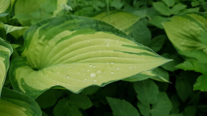 Close-up of Hosta albopicta or Plantain lily variegated yellow-green leaf wet after rain and covered by water drops dew in spring garden. Lush springtime foliage natural background, shallow focus.