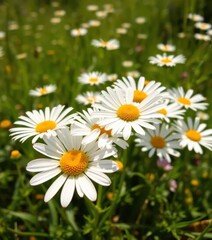 Obraz premium Delicate white daisies with bright yellow centers blossom in a sunlit meadow, yellow center, sunlit