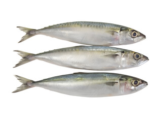 Indian mackerel fresh